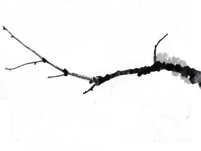 Snow-covered branch as single dark mark