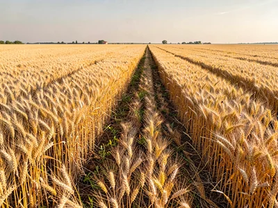 Field road cutting through golden wheat ocean