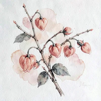 Gouache study of bleeding heart sprays, soft coral pigment