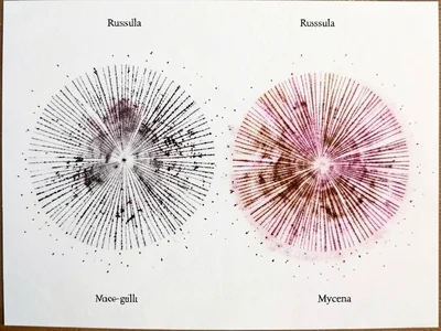 Comparative gill spacing visible in spore print, wide-gilled Russula versus narr