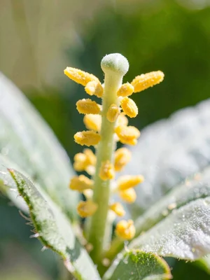Flower stamen detail