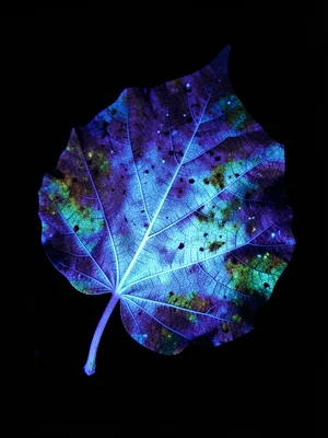 A UV fluorescence pattern on a dried autumn leaf — veins glowing pale blue again
