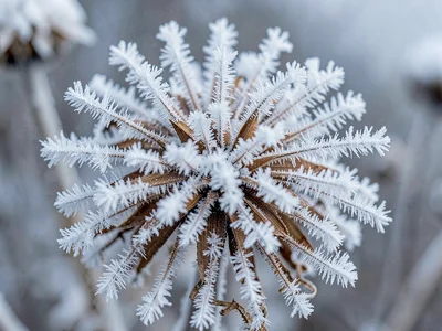 Hoarfrost on dried flower head complete coverage