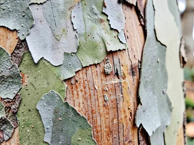 Sycamore camouflage peeling