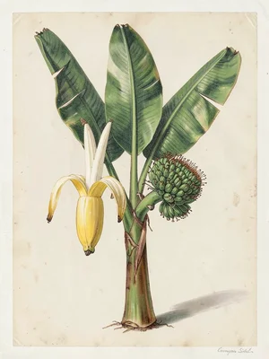Banana Flower and Developing Fruit