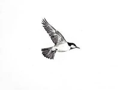 Bird in flight as single element in empty frame