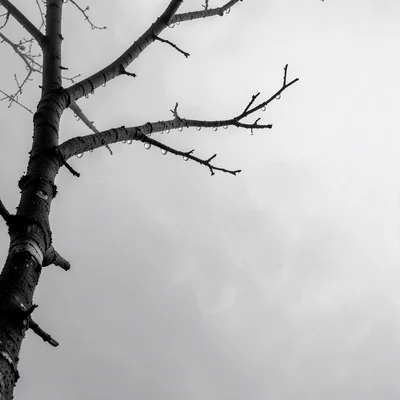 Stark minimalist composition, high contrast black and white tones, One bare tree