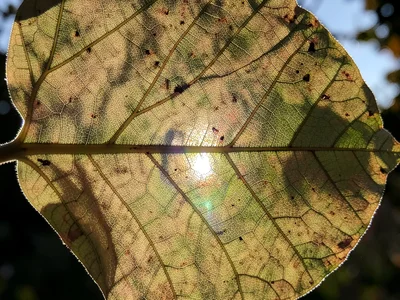 Leaf veins visible through backlight