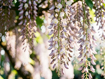 Wisteria cascade soft hanging
