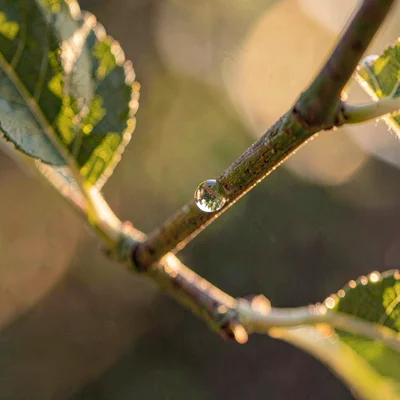 Warm macro of an apple stem with a single dewdrop, soft golden sidelight