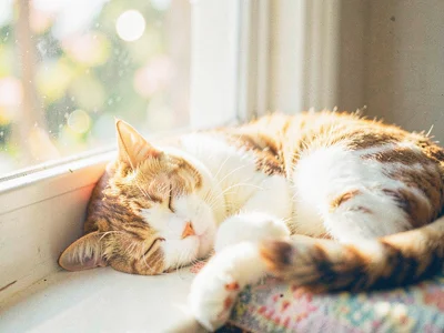 Cat sleeping in a sunny window seat