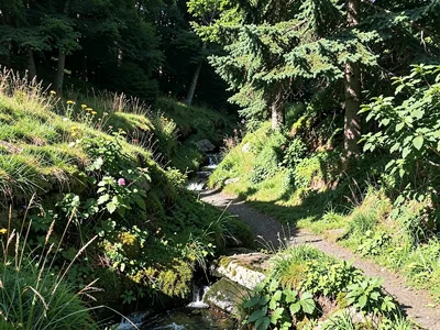 Nature without shadow