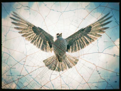 A bird in flight double-exposed with a city map, the streets and rivers becoming