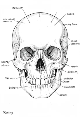Skull anatomy technical