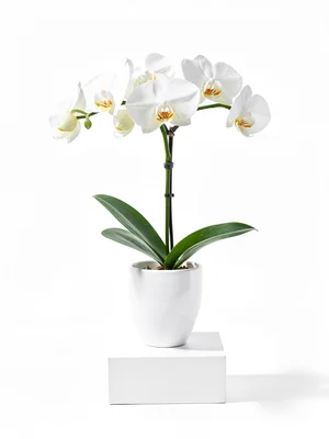 Single white orchid stem in white vase on white pedestal, shadows defining form,