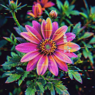 Flower with RGB channel separation, each color layer sharply displaced in differ