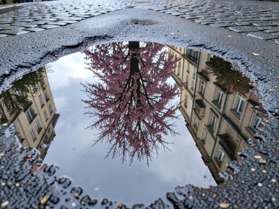 Cherry tree perfectly reflected in sidewalk puddle after spring rain