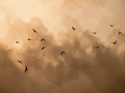 Birds flying as silhouettes through layered dust atmosphere