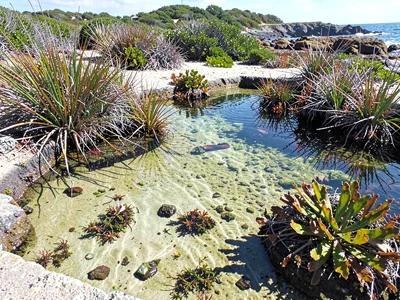 Sandy-bottomed pool different ecosystem