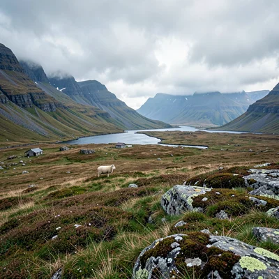 Icelandic isolation, Westfjords remoteness, Single sheep on vast hillside, white