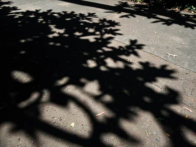 Tree shadow pattern on ground