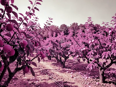 Orchard with infrared fruit tree bloom