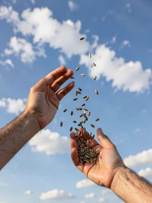 Two hands releasing handful of seeds to wind, fingers splayed against sky