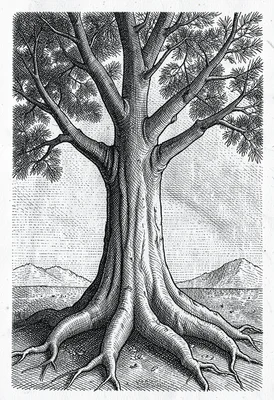 Gnarled tree cross-hatched