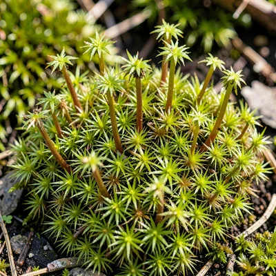 A patch of star moss magnified to show individual sporophytes rising like tiny t