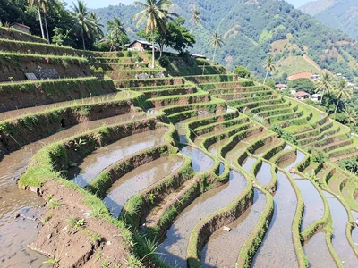 Rice terrace layers
