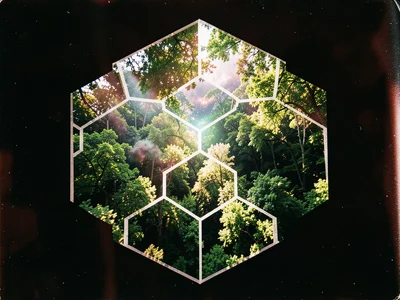 Hexagonal tile pattern merged with aerial forest view, each hexagon containing i