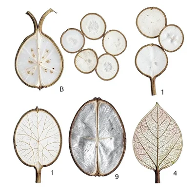 Honesty Plant Translucent Septum Discs Dried
