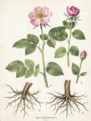 Rosa gallica botanical specimen plate
