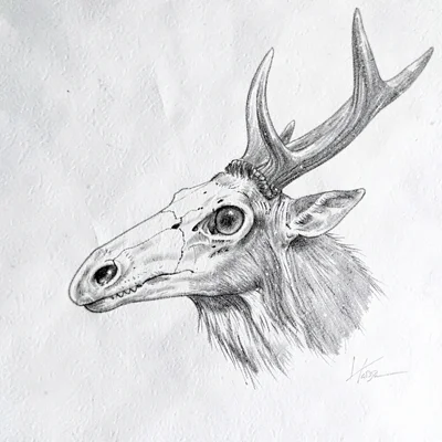 detailed pen drawing of a deer skull in profile