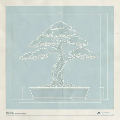Blueprint elevation of five bonsai styles deconstructed into trunk-line silhouet