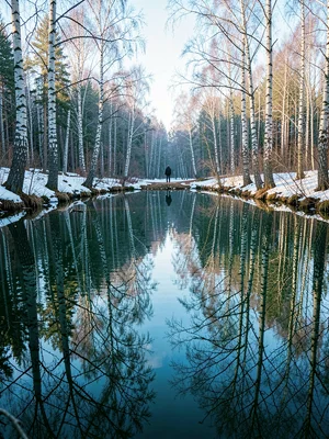 Finnish lake mirror, dead-calm reflection, a person walking alone through a birc