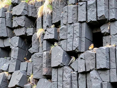 Bird nesting in columnar basalt gaps