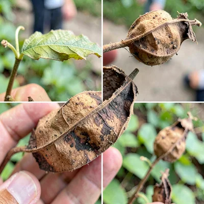 Seed pod study