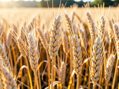 Wheat detail showing grain heads at close range