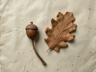 Acorn cap and stem laid beside a single oak leaf, all three slightly cracked at 