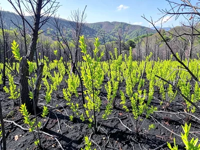New coppice growth brilliant green against black