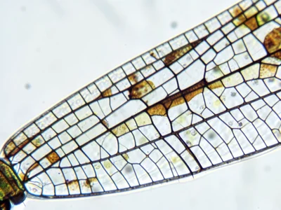 Dragonfly wing venation cells under transmitted light, clear membrane with dark 