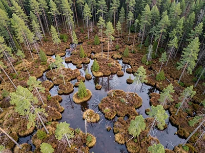 Bog woodland showing stunted pines scattered across wet ground