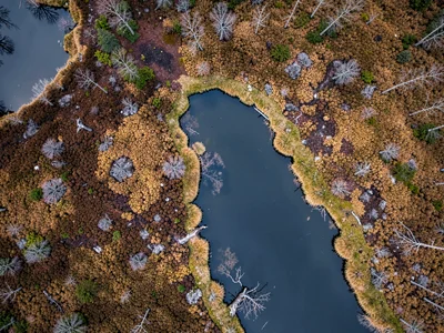 Bog edge meeting lake creating transition zone texture