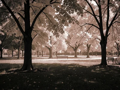 Park scene infrared
