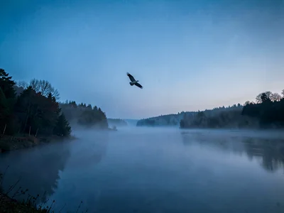 Bird flying above fog surface against clear sky