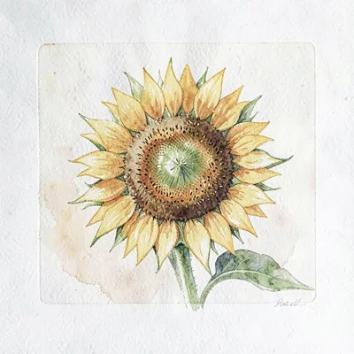 Watercolor square of a single sunflower head with seeds maturing