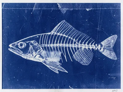 Fish skeleton specimen
