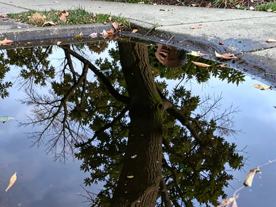 Tree reflected in sidewalk water