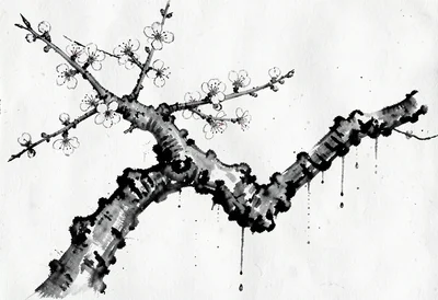 Cherry blossoms sumi-e